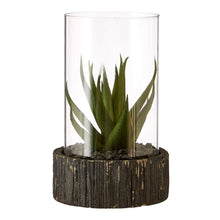 Load image into Gallery viewer, Succulent in Glass with Black Base