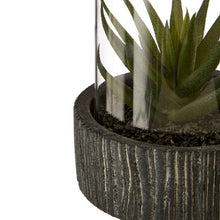 Load image into Gallery viewer, Succulent in Glass with Black Base