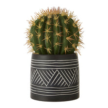 Load image into Gallery viewer, Cactus Succulent in Black and White pot