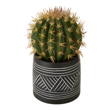 Load image into Gallery viewer, Cactus Succulent in Black and White Pot
