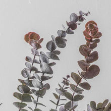 Load image into Gallery viewer, Eucalyptus Spray in Damson Set of Six
