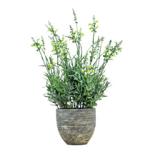 Load image into Gallery viewer, Cassia Potted Lavender Faux Plant in Cream
