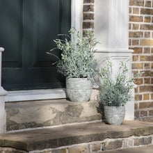 Load image into Gallery viewer, Cassia Potted Lavender Faux Plant in Cream
