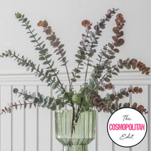 Load image into Gallery viewer, Eucalyptus Spray in Damson Set of Six
