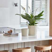 Load image into Gallery viewer, Ivyline Fairford Ivory Speckle Leaf Planter
